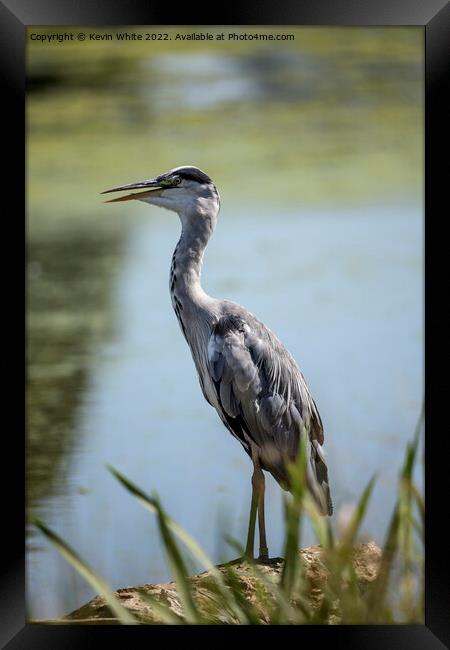 Heron keeping cool with beak open Framed Print by Kevin White