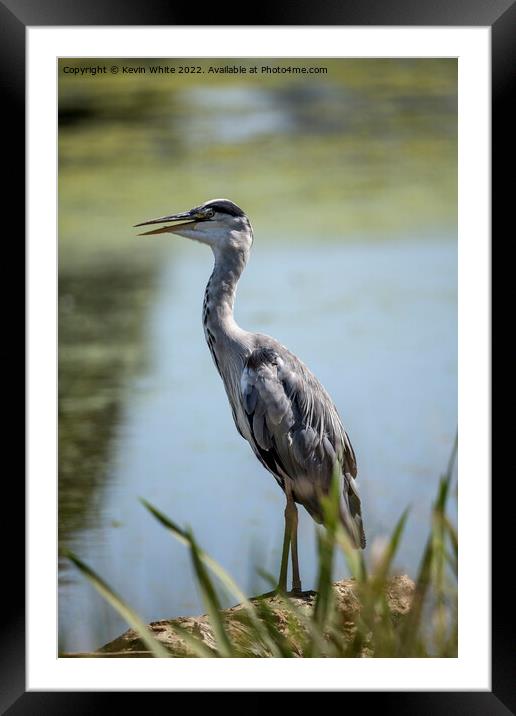 Heron keeping cool with beak open Framed Mounted Print by Kevin White