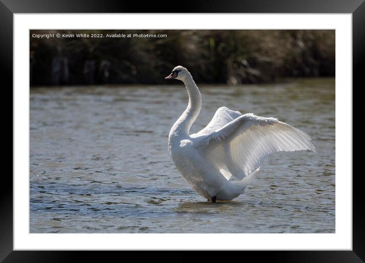 Swan with sunlight through his wings Framed Mounted Print by Kevin White