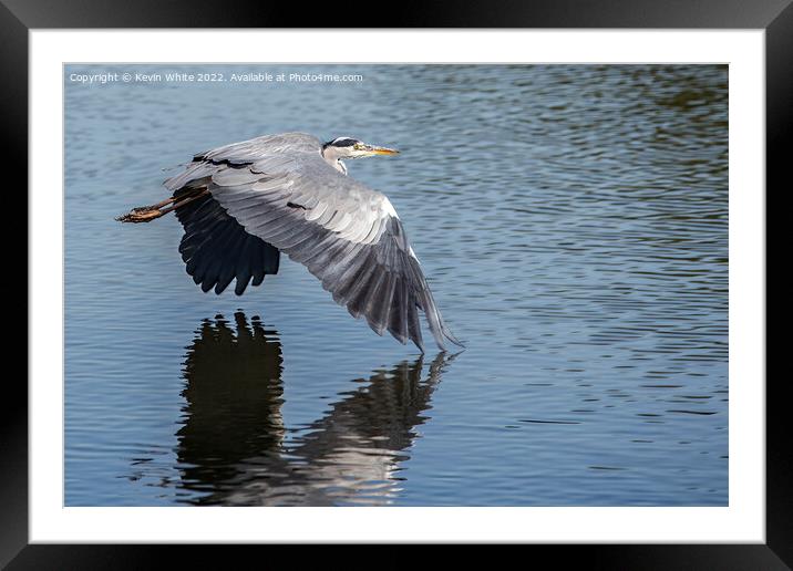 Grey heron skimming across the water Framed Mounted Print by Kevin White
