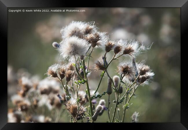 Thistle gone to seed Framed Print by Kevin White