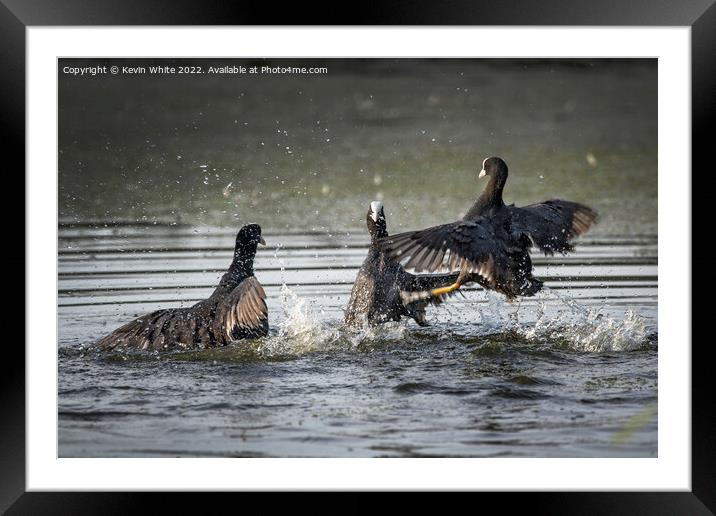 Coots in a big fight Framed Mounted Print by Kevin White