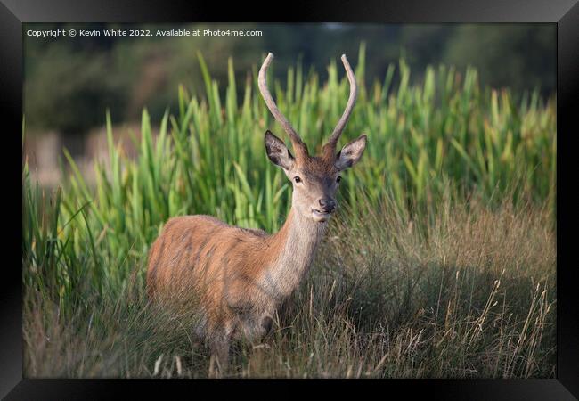 Deer displaying his first antlers Framed Print by Kevin White