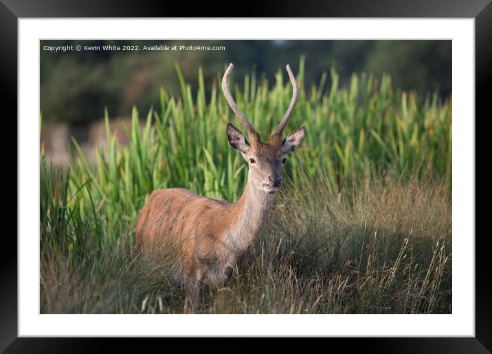 Deer displaying his first antlers Framed Mounted Print by Kevin White