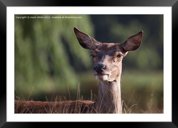 Deer with long eyelashes Framed Mounted Print by Kevin White