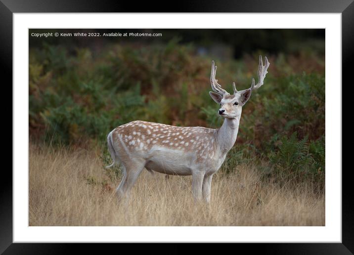 European fallow deer Framed Mounted Print by Kevin White