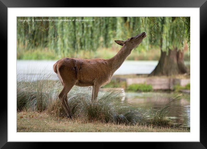 Deer feeding off overhanging tree Framed Mounted Print by Kevin White