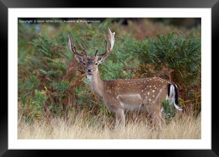 Fallow stag with newly developed antlers Framed Mounted Print by Kevin White