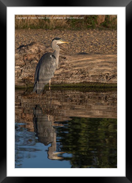 Grey heron with reflected light Framed Mounted Print by Kevin White