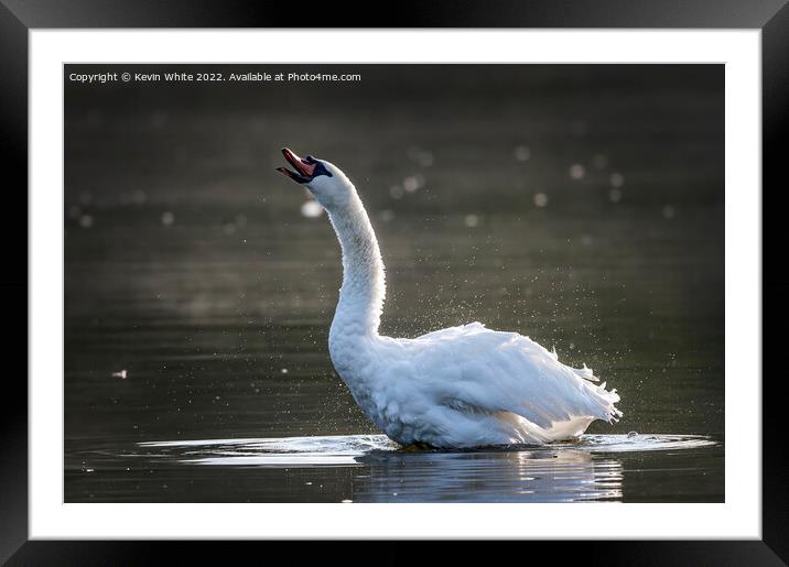 Trumpet sound of swan Framed Mounted Print by Kevin White