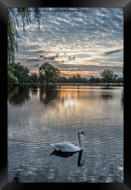 Swan swimming by with sunrise behind Framed Print by Kevin White