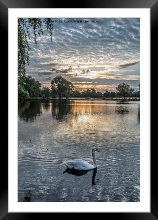 Swan swimming by with sunrise behind Framed Mounted Print by Kevin White