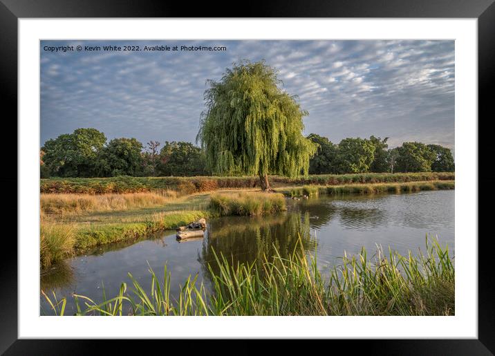 Bright August sunny morning at Bushy Park Framed Mounted Print by Kevin White