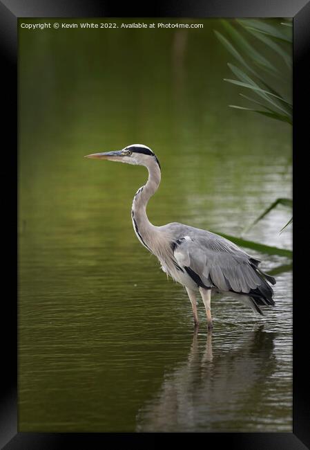 Grey heron resting after flying around Framed Print by Kevin White