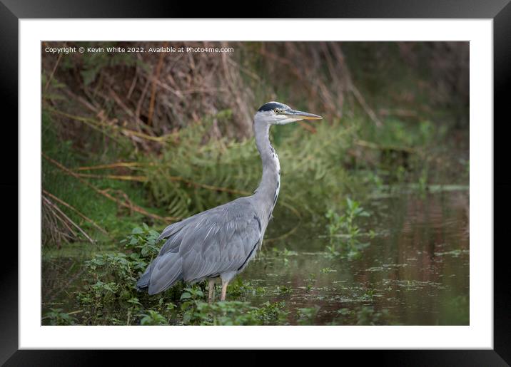 Grey heron in the wilderness Framed Mounted Print by Kevin White