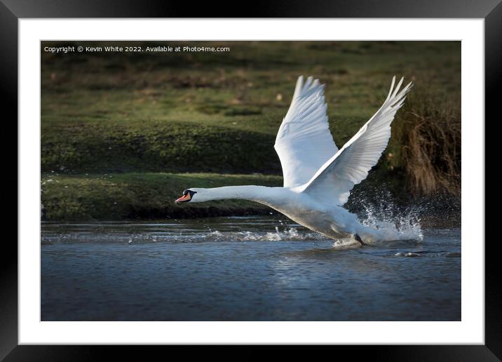 Power of the swan Framed Mounted Print by Kevin White