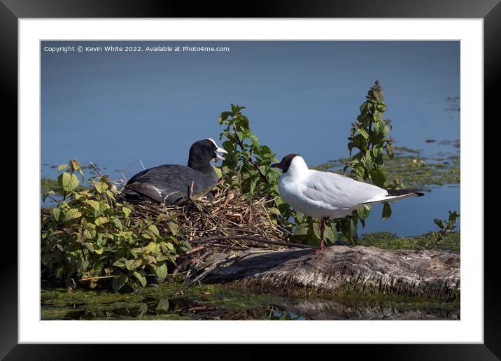 Black headed gull and Coot Framed Mounted Print by Kevin White