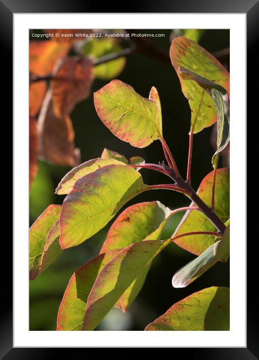Beautiful autumn Framed Mounted Print by Kevin White