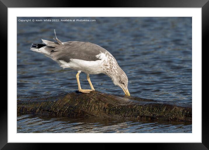 Ring billed gull non breeding Framed Mounted Print by Kevin White