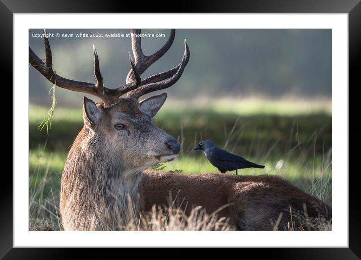 Stag and his tick collector Framed Mounted Print by Kevin White