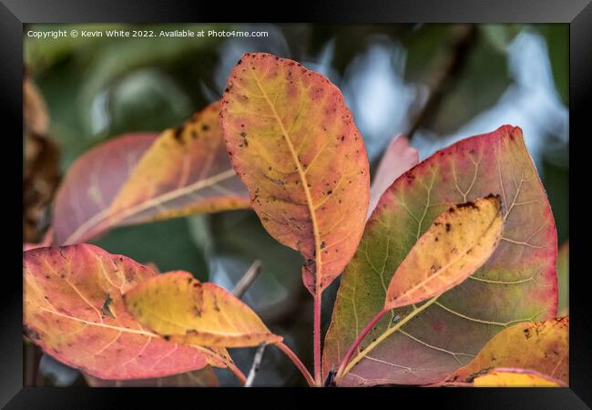Colours galore of autumn Framed Print by Kevin White