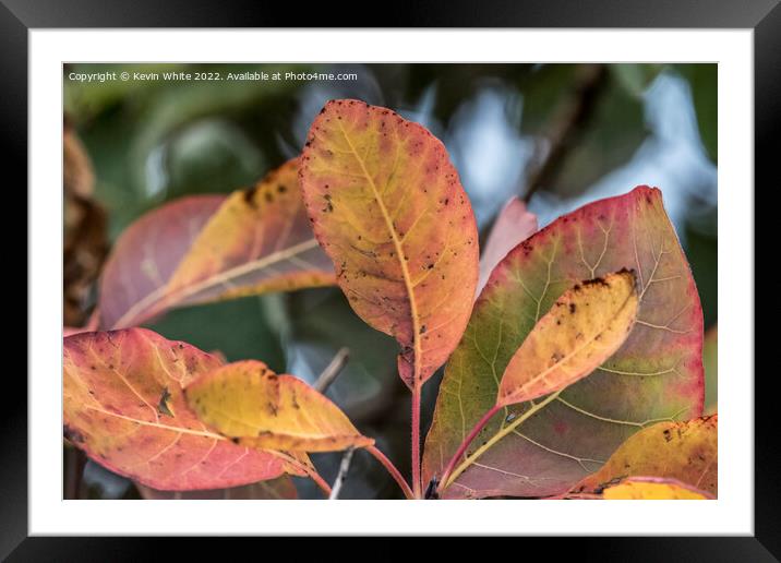 Colours galore of autumn Framed Mounted Print by Kevin White