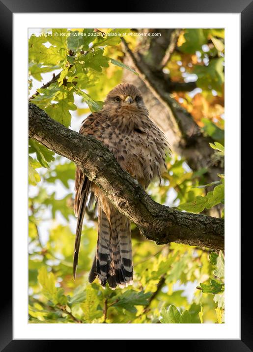 Female kestrel living in the wild Framed Mounted Print by Kevin White