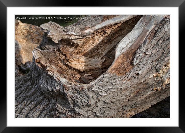 fallen oak tree left to decay and rot Framed Mounted Print by Kevin White
