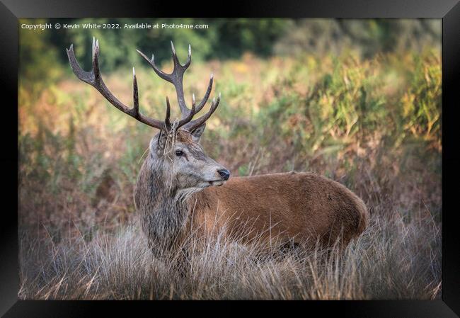 Adult male deer resting in the grass Framed Print by Kevin White