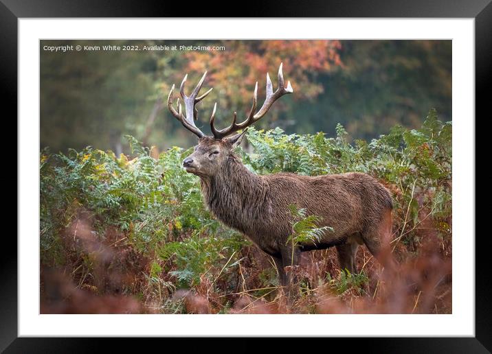 Adult male deer in autumn Framed Mounted Print by Kevin White