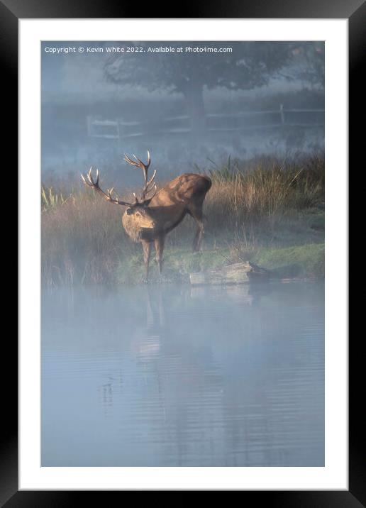 Stag drinking in the mist Framed Mounted Print by Kevin White