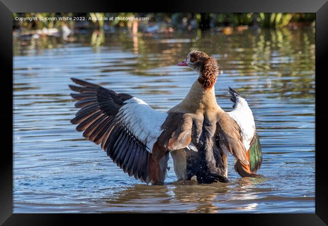 Egyptian goose landing on water Framed Print by Kevin White