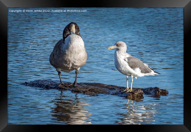 Goose and gull sharing Framed Print by Kevin White