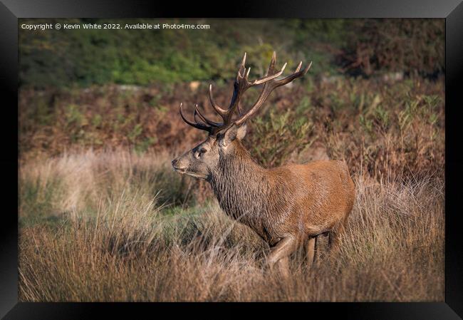 Red deer stag has picked up a female scent Framed Print by Kevin White