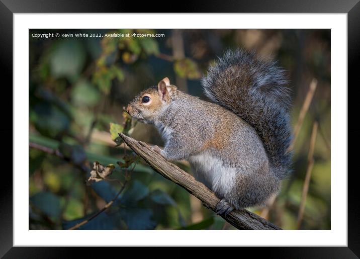 Looking cute squirrel Framed Mounted Print by Kevin White