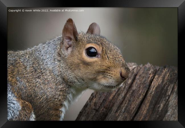 Grey Squirrel close up head shot Framed Print by Kevin White