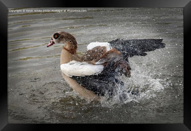 Egyptian goose splashing about Framed Print by Kevin White