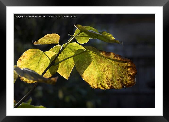 Catalpa Indian Bean Tree leaves dying Framed Mounted Print by Kevin White