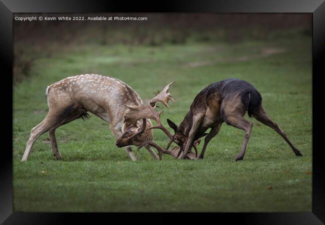 Two young stags play fighting Framed Print by Kevin White