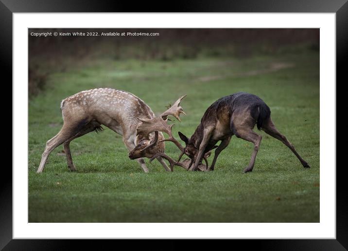 Two young stags play fighting Framed Mounted Print by Kevin White