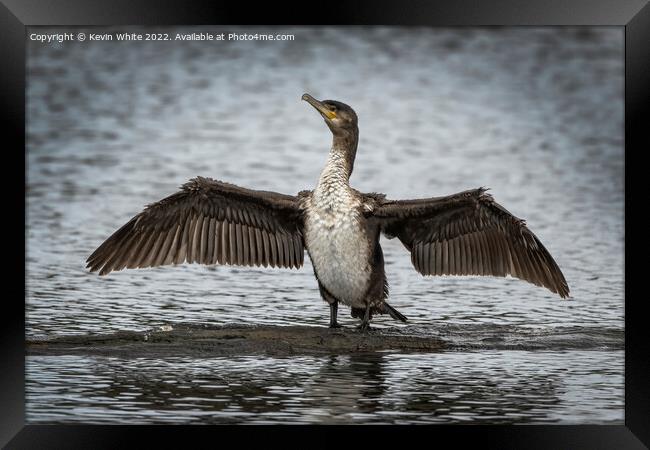 Juvenile cormorant drying out his wings Framed Print by Kevin White