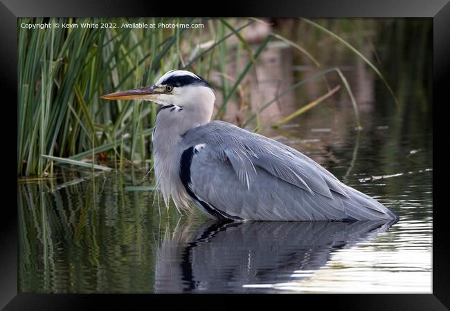 Grey heron resting after feast Framed Print by Kevin White
