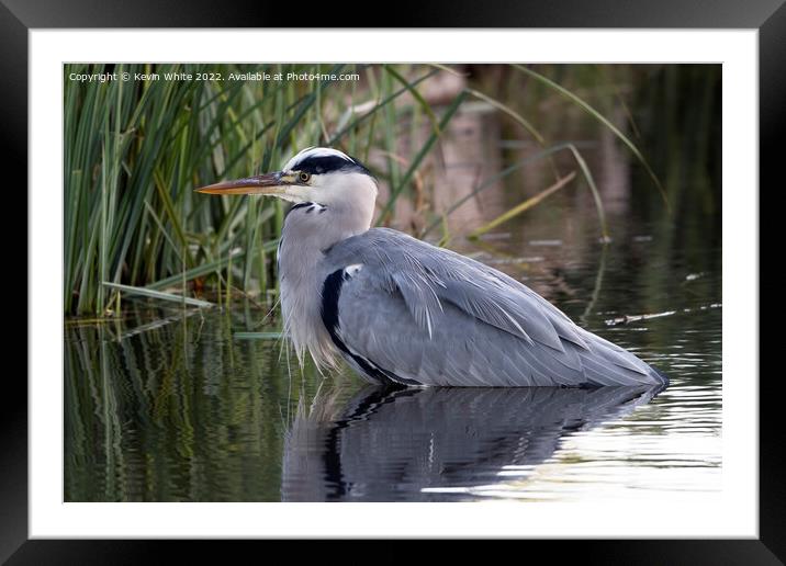 Grey heron resting after feast Framed Mounted Print by Kevin White