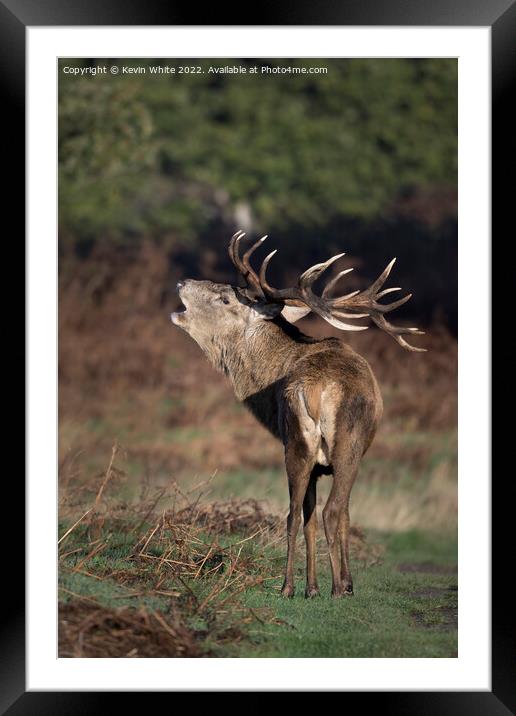 What big antlers I have Framed Mounted Print by Kevin White