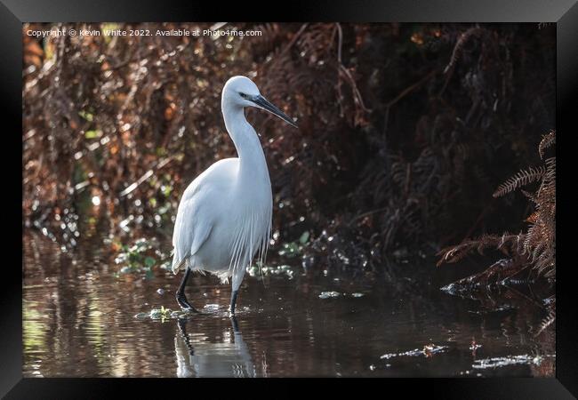 Egret wading through shallow water Framed Print by Kevin White