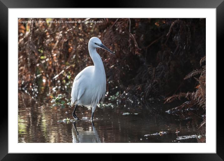 Egret wading through shallow water Framed Mounted Print by Kevin White