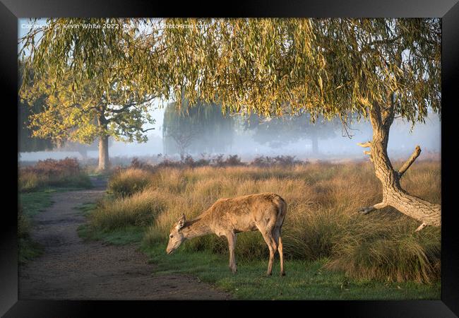 Young female deer early misty sunny morning Framed Print by Kevin White