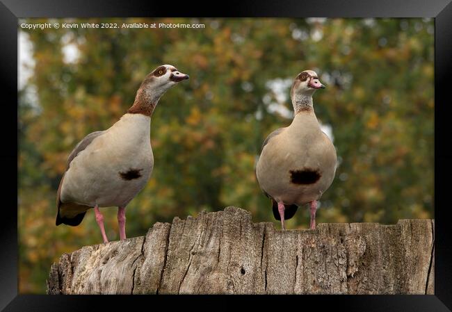 Male and Female Egyptian geese Framed Print by Kevin White
