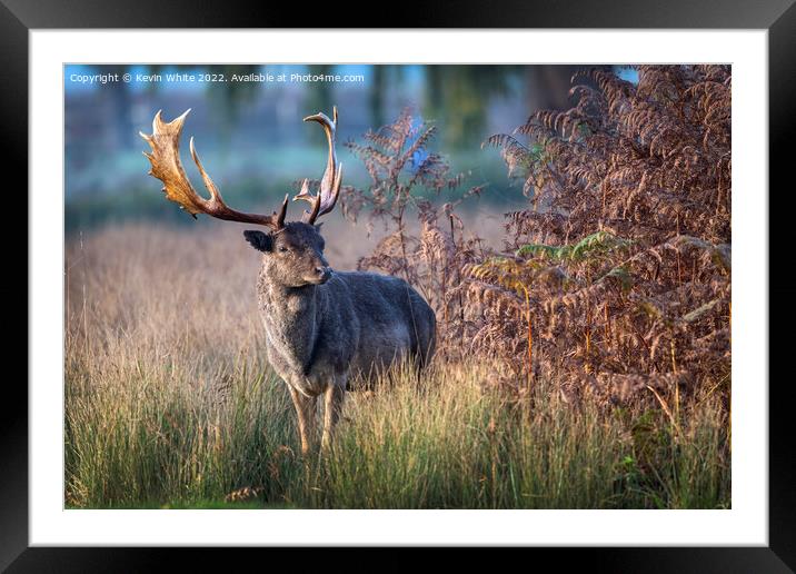 I smell a female deer Framed Mounted Print by Kevin White
