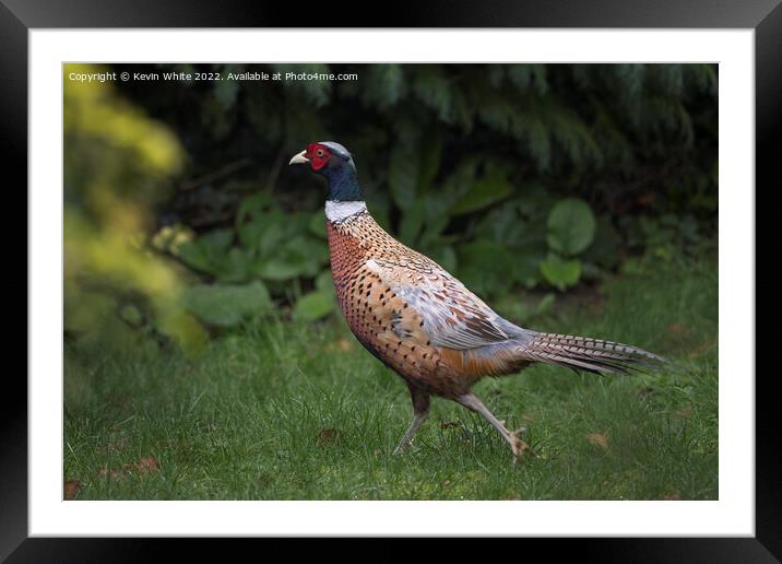 Pheasant in the garden Framed Mounted Print by Kevin White